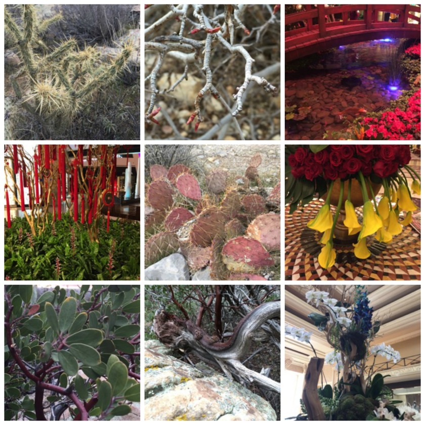 Plants in Vegas Collage