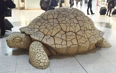 Turtle in Airport